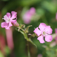 Image result for Pechnelke