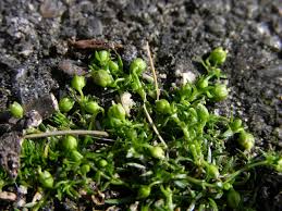 Attēlu rezultāti vaicājumam “Sagina procumbens”
