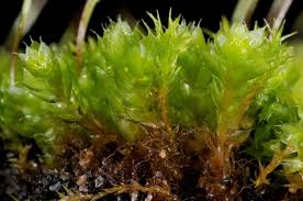 Attēlu rezultāti vaicājumam “Bryum funkii macro”