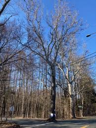 Image result for Sycamore Ttc