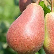 Attēlu rezultāti vaicājumam “Pyrus communis fruit”