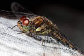 Attēlu rezultāti vaicājumam “Sympetrum sanguineum male”