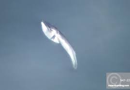 Image result for Balaenoptera borealis