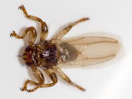 Attēlu rezultāti vaicājumam “Lipoptena cervi”