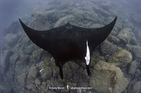Image result for Mobula birostris