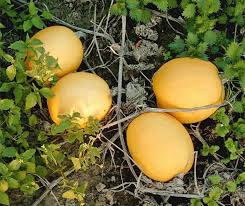 Attēlu rezultāti vaicājumam “Cucurbita pepo fruit”