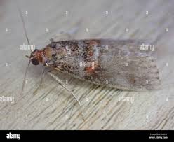 Attēlu rezultāti vaicājumam “Acrobasis advenella”