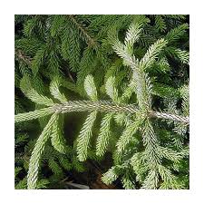 Attēlu rezultāti vaicājumam “Picea orientalis”