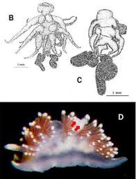 Attēlu rezultāti vaicājumam “Belbodamaeus sp.”