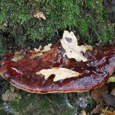 Attēlu rezultāti vaicājumam “Perenniporia medulla-panis”