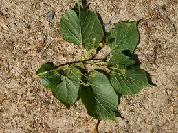 Attēlu rezultāti vaicājumam “Tilia platyphyllos subsp. platyphyllos”