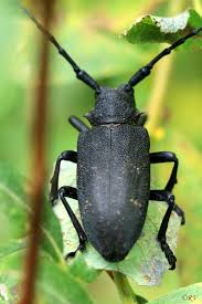 Attēlu rezultāti vaicājumam “Lamia textor”