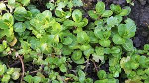Attēlu rezultāti vaicājumam “Veronica beccabunga leaf”