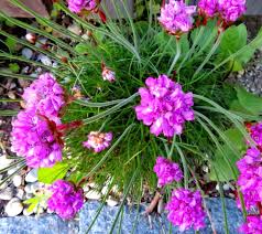 Attēlu rezultāti vaicājumam “Armeria vulgaris bud”