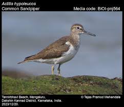 Attēlu rezultāti vaicājumam “Actitis hypoleucos”