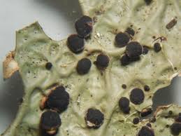 Attēlu rezultāti vaicājumam “Plectocarpon lichenum”