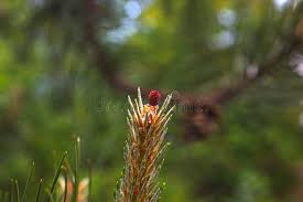 Attēlu rezultāti vaicājumam “Pinus sylvestris female flower”