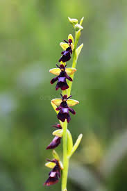 Attēlu rezultāti vaicājumam “Ophrys insectifera leaf”