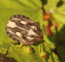 Attēlu rezultāti vaicājumam “Eurygaster testudinaria nymph”