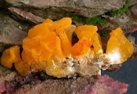 Attēlu rezultāti vaicājumam “Dacrymyces chrysospermus spores”