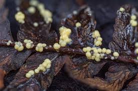 Attēlu rezultāti vaicājumam “Lamproderma violaceum”