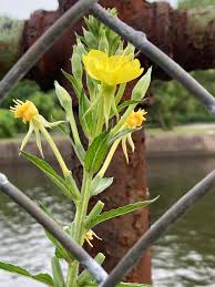 Attēlu rezultāti vaicājumam “Oenothera biennis bud”