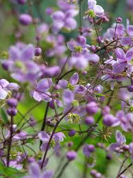 Attēlu rezultāti vaicājumam “Thalictrum”