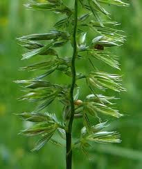 Attēlu rezultāti vaicājumam “Cynosurus cristatus flower”