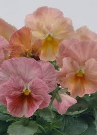 Image result for Viola x wittrockiana `Hiemalis`