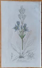 Attēlu rezultāti vaicājumam “Swertia perennis leaf”