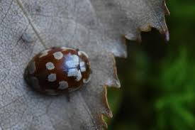Attēlu rezultāti vaicājumam “Myrrha octodecimguttata”
