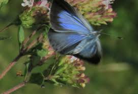 Attēlu rezultāti vaicājumam “Celastrina argiolus underside”