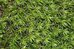 Attēlu rezultāti vaicājumam “Dichodontium pellucidum macro”