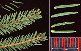 Attēlu rezultāti vaicājumam “Picea abies leaf”