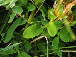 Attēlu rezultāti vaicājumam “Hypericum maculatum leaf”