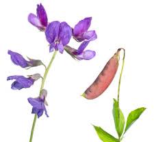 Attēlu rezultāti vaicājumam “Lathyrus japonicus subsp. maritimus fruit”