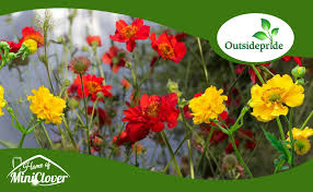 Attēlu rezultāti vaicājumam “Geum x intermedium flower”