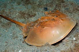 Image result for Limulus polyphemus