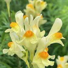 Attēlu rezultāti vaicājumam “Linaria vulgaris flower”