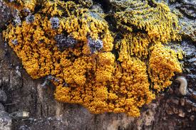 Attēlu rezultāti vaicājumam “Badhamia utricularis young”