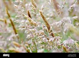 Attēlu rezultāti vaicājumam “Holcus lanatus  flower”