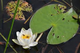 Attēlu rezultāti vaicājumam “Nymphaea candida flower”