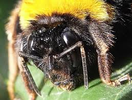 Attēlu rezultāti vaicājumam “Bombus terrestris”