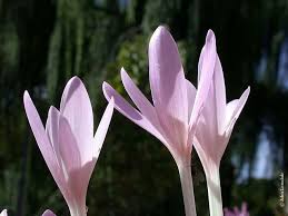 Attēlu rezultāti vaicājumam “Colchicum autumnale flower”