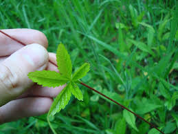 Attēlu rezultāti vaicājumam “Potentilla reptans bud”