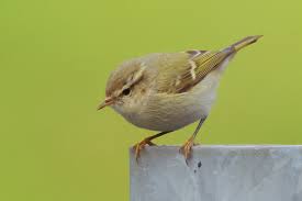 Image result for Phylloscopus humei