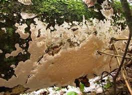 Attēlu rezultāti vaicājumam “Perenniporia subacida”