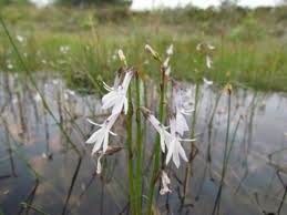 Attēlu rezultāti vaicājumam “Lobelia dortmanna leaf”