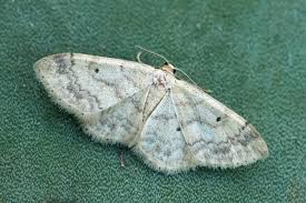 Attēlu rezultāti vaicājumam “Idaea biselata”