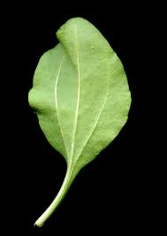 Attēlu rezultāti vaicājumam “Plantago major subsp. intermedia”